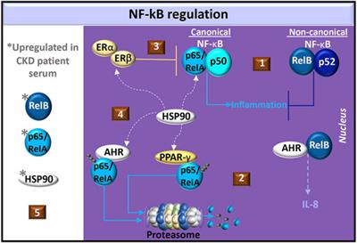 Aryl Hydrocarbon Receptor Mechanisms Affecting Chronic Kidney Disease